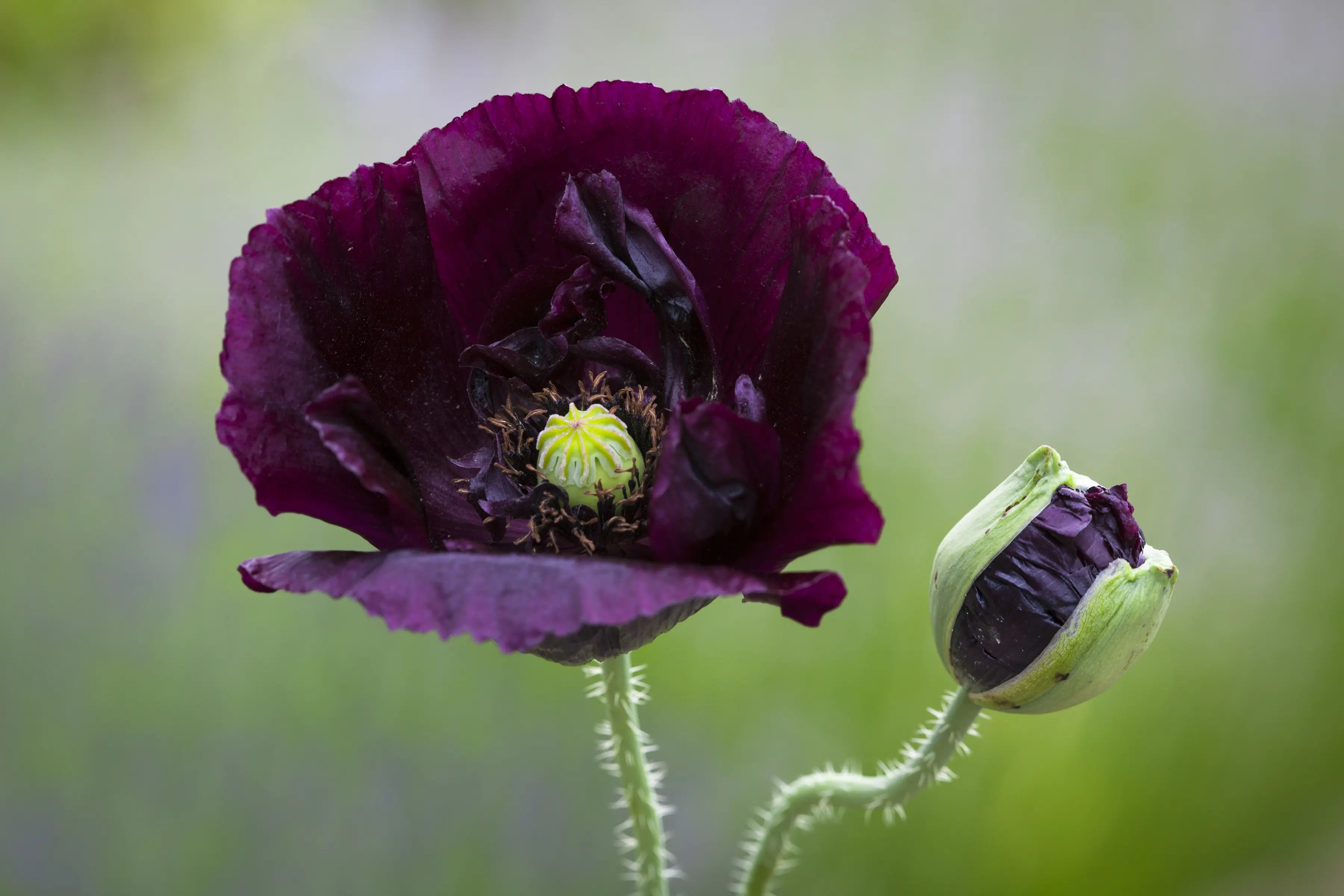 The Prettiest Poppies