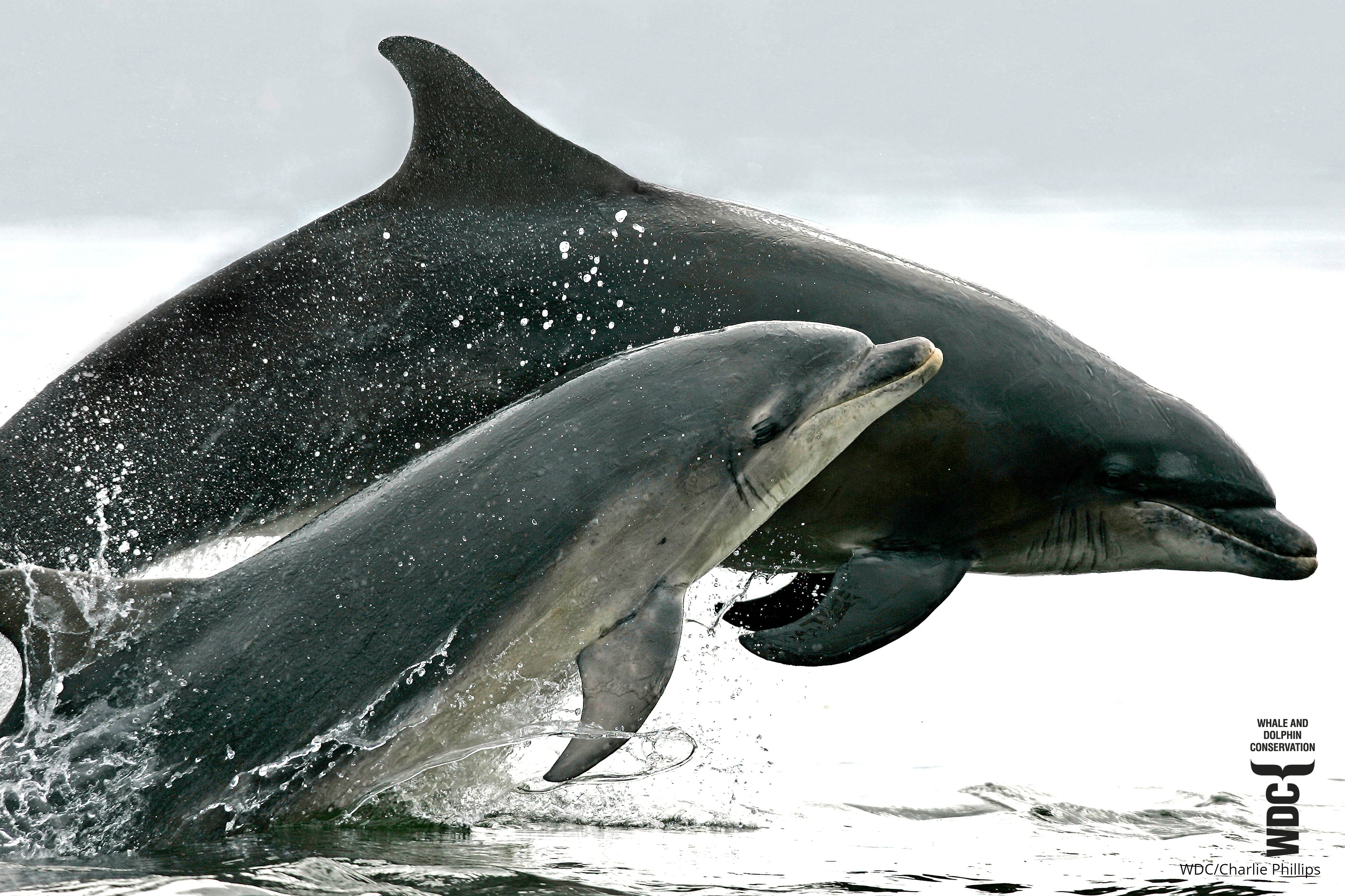 Whale & Dolphin Conservation