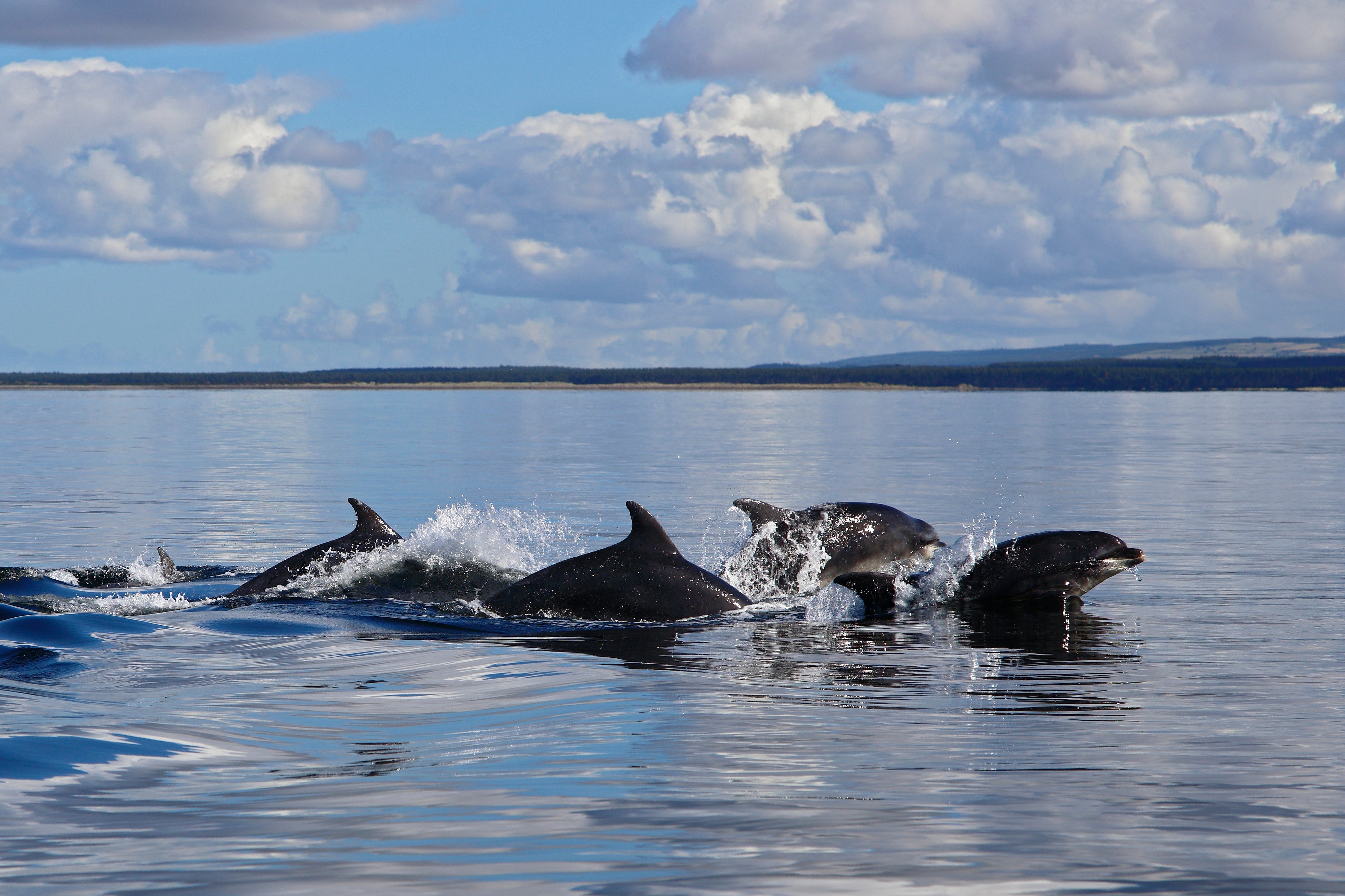 World Whale Day