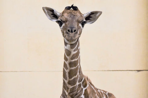 New Giraffe Calf at ZSL Zoo