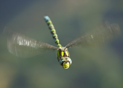 Dragonfly facts