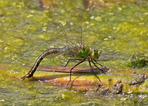 Dragonfly facts