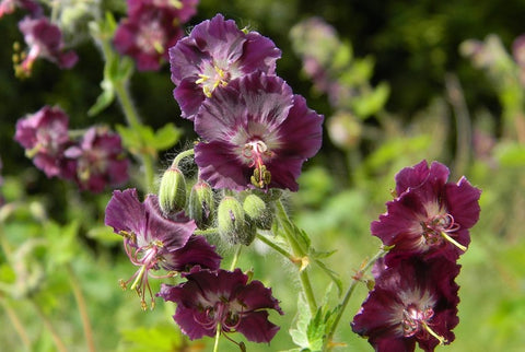 Geranium phaeum var. phaeum 'Samobor' - Adam Frost favourite