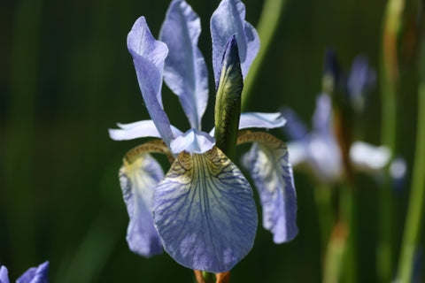 Iris - Adam Frost favourite plants