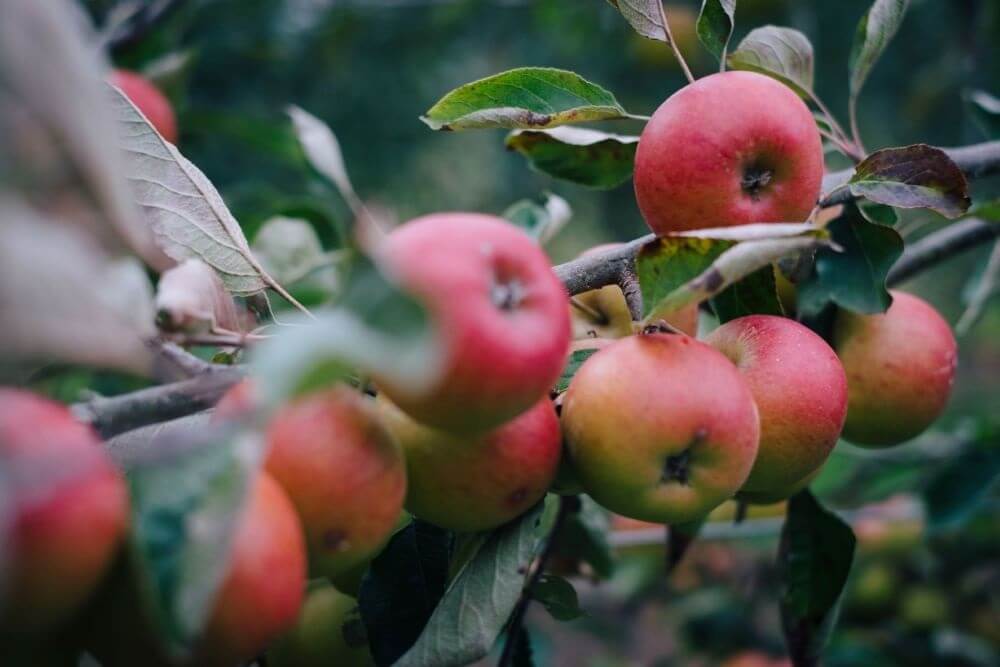 Raymond Blanc's Apple Soufflé