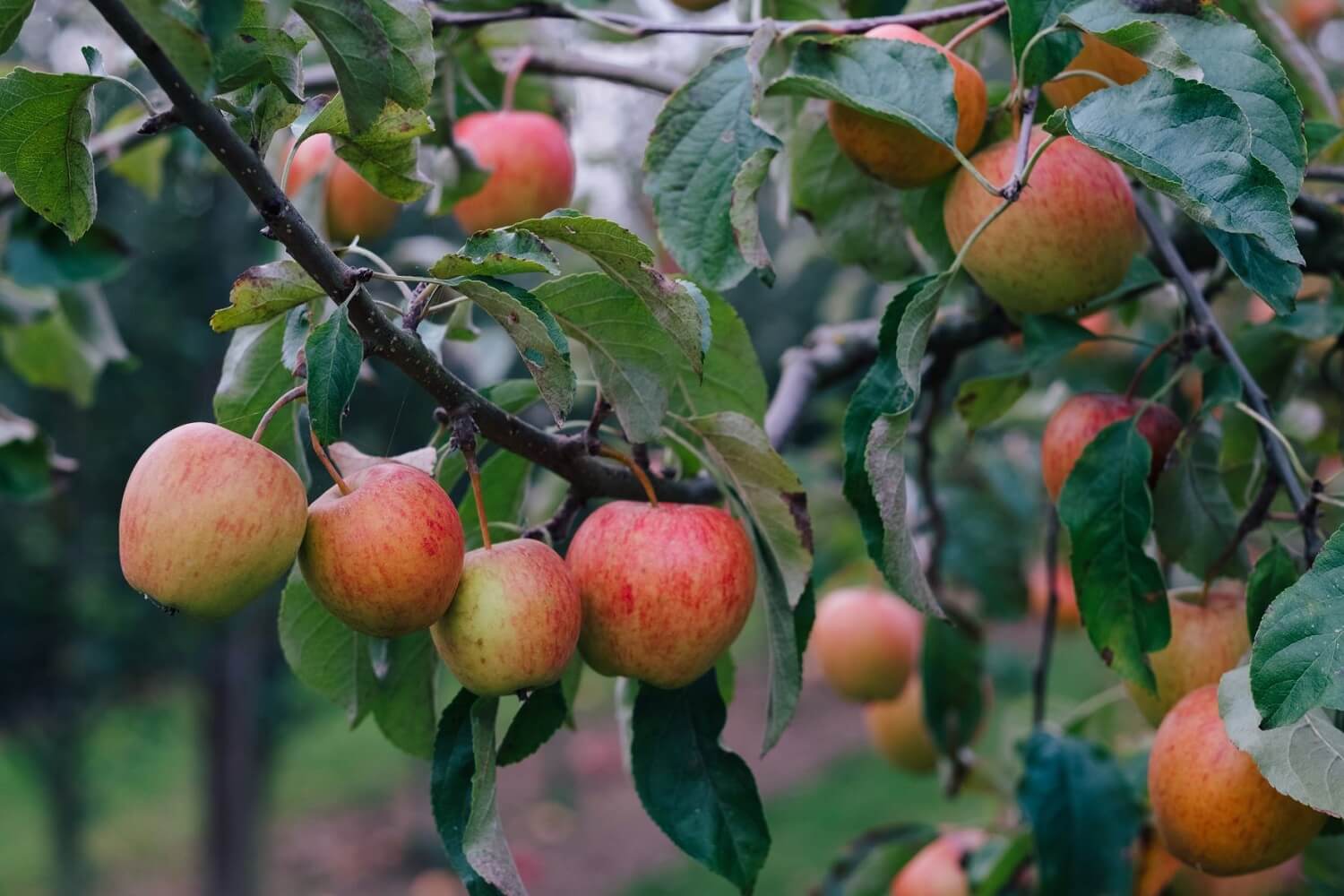 Raymond Blanc's Apple Soufflé