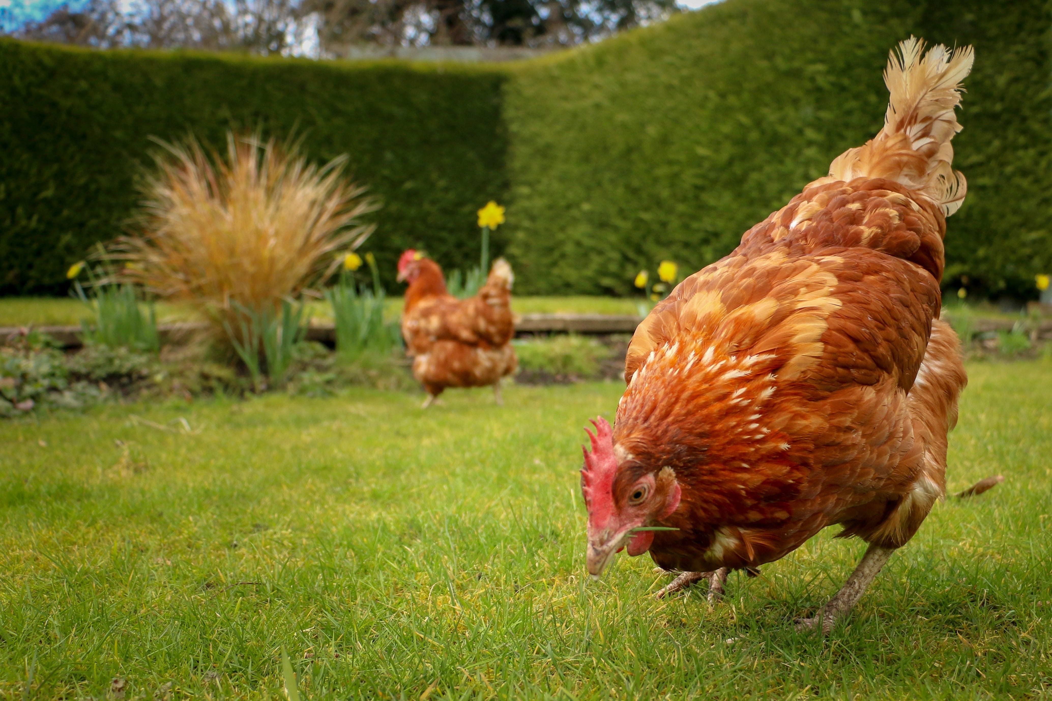 Chicken Collection by Sophie Allport