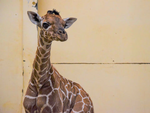 New Giraffe Calf at ZSL Zoo