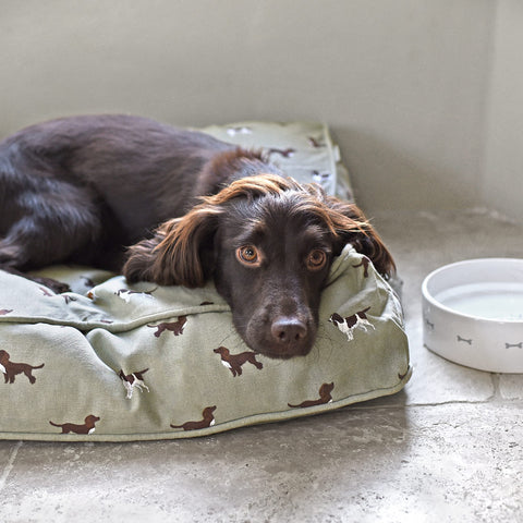 Spaniel breeds by Sophie Allport