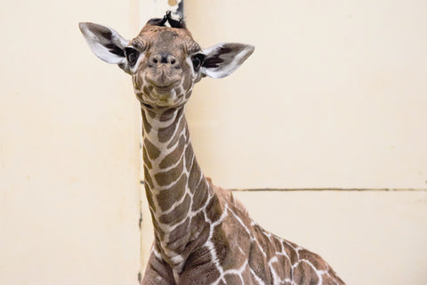 New Giraffe Calf at ZSL Zoo