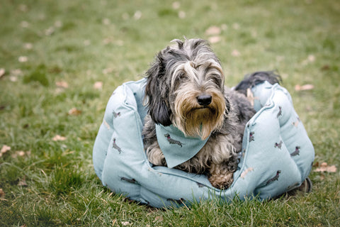 Sophie Allport Dachshund collection