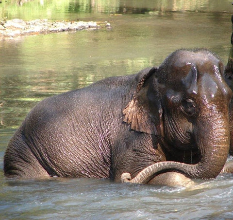 Elephant Swimming in River