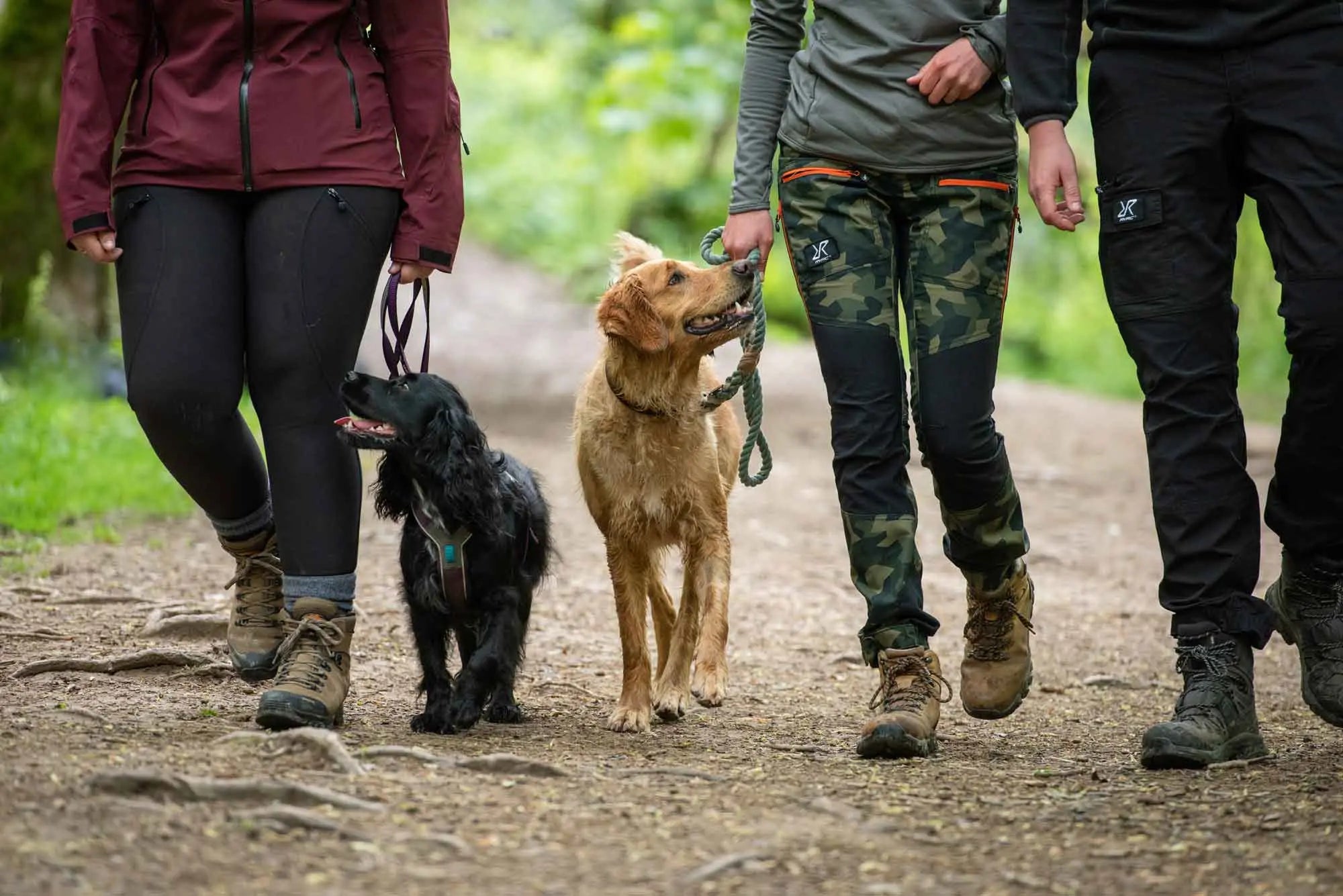 Three people walking their dogs in the woods