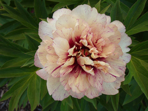 Facts about peony flowers