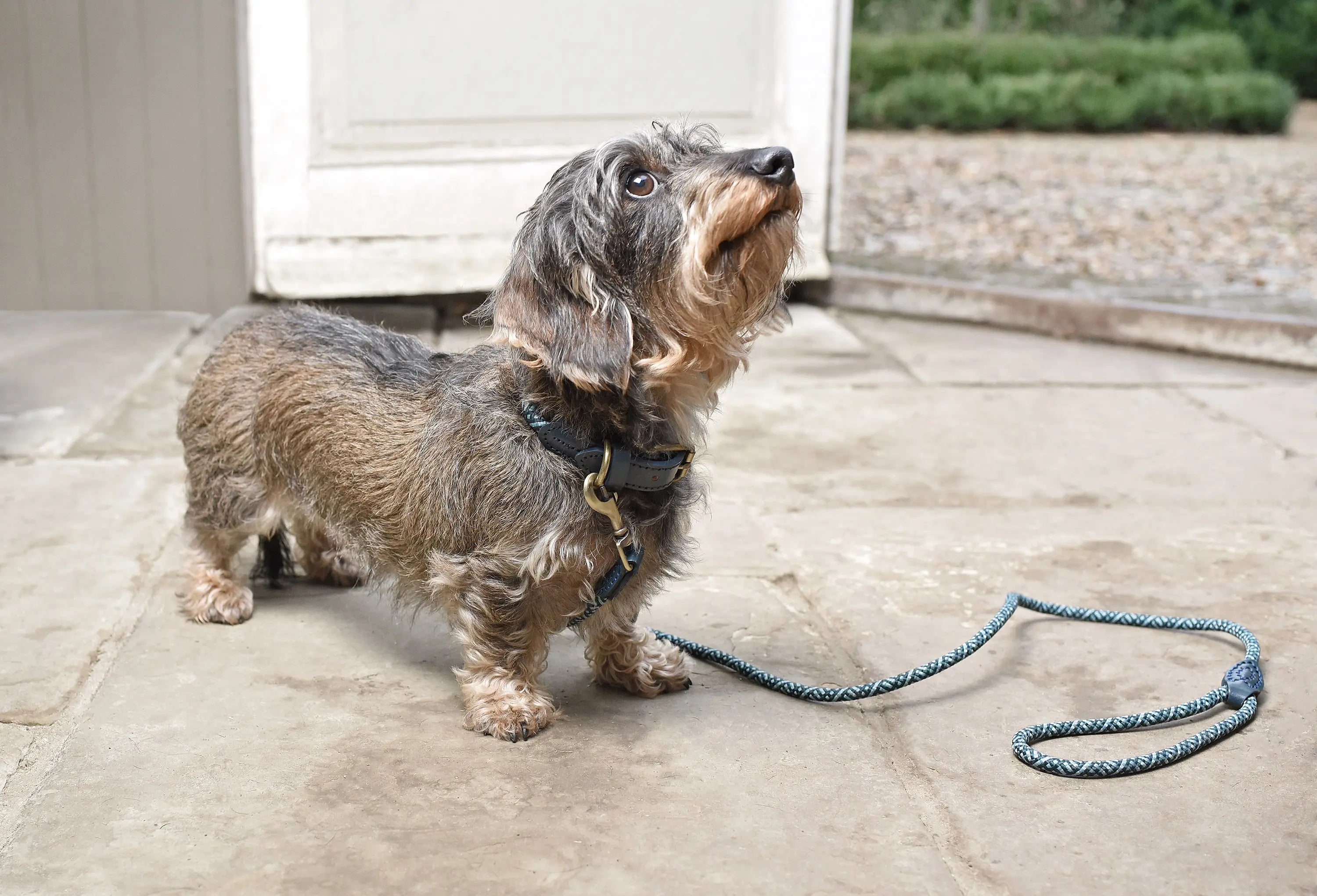 Small dog wearing collar and lead looking up