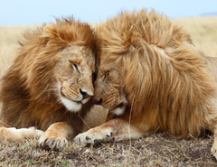 Lions Snuggling