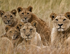Pride of lions