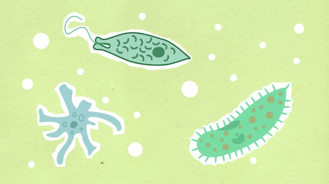 An illustration of bacteria