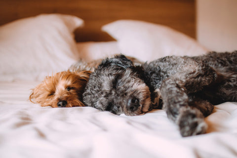 Two puppies sleeping on mattress