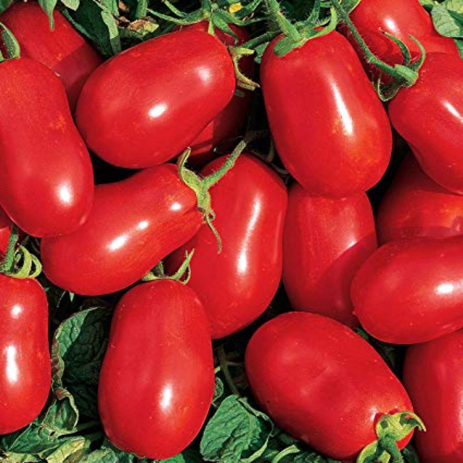 Roma Paste Tomato Determinate Open Pollinated Juice Sauce Papaws Garden Supply Llc