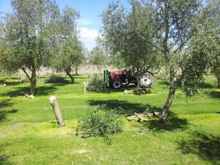 Telegraph Hill Olive tree transplant