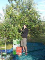 Hand picking olives at Telegraph Hill