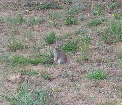 Telegraph Hill rabbit