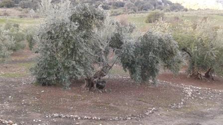 Traditional Olive Tree Farming Spain Telegraph Hill