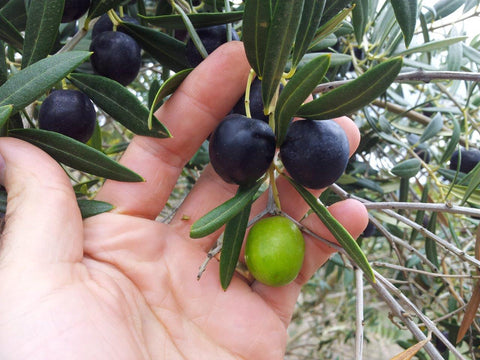 Manzanillo Olives ready to harvest