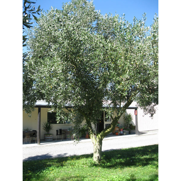 Telegraph Hill - Adopt an Olive Tree