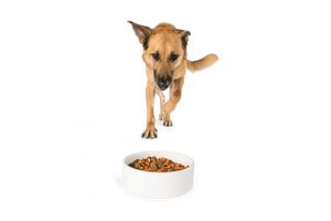 kim's natural pet food