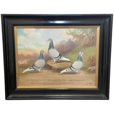Ornithology British Oil Painting 3 Racing Pigeons By William Andrew Beer C1929