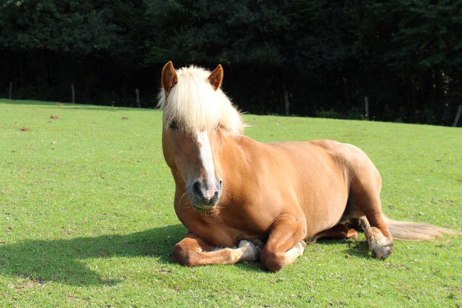 Pony Inka vor dem Fellwechsel mit Sommerfell