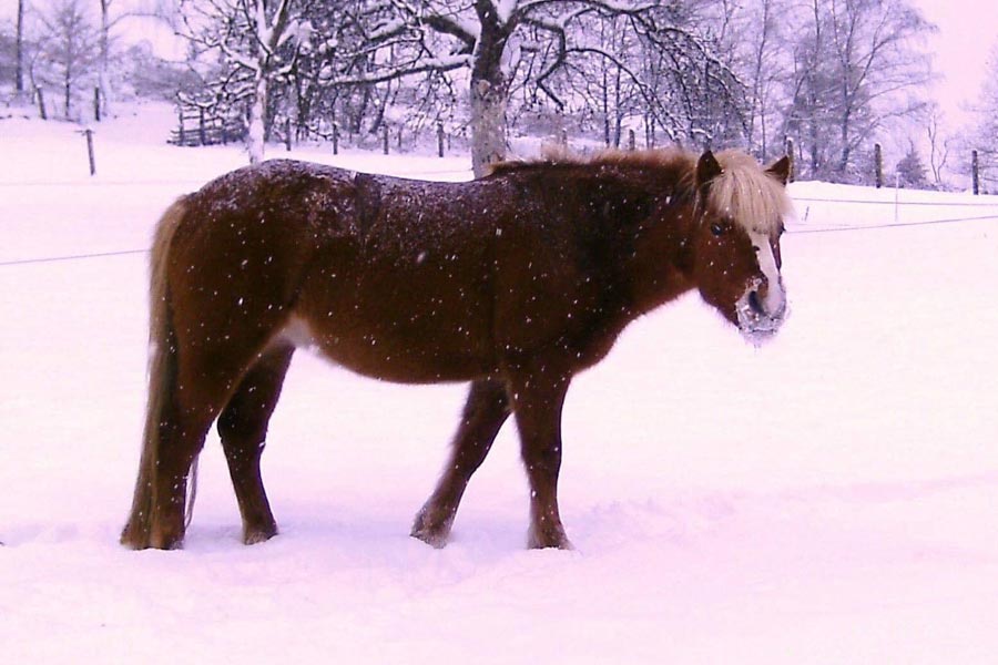 Pony Inka nach dem Fellwechsel im Winterfell