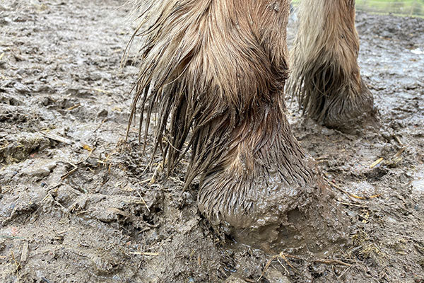 Matschige Fessel Mauke beim Pferd