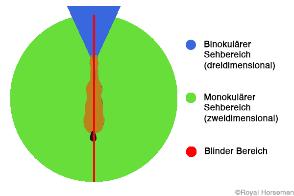 Zeichnung Sichtfeld Pferd