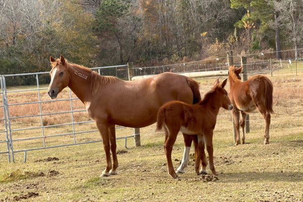 Mustang Spendenprojekt Royal Horsemen