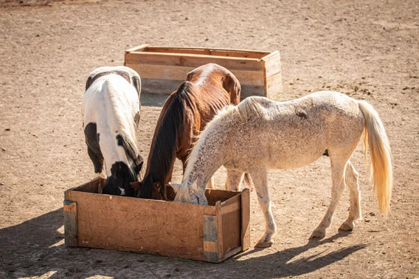 Royal Horsemen unterstützt Tenerife Horse Rescue