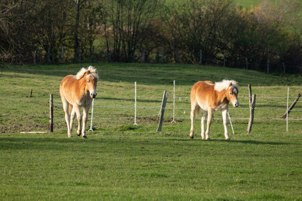 Gerettete Haflinger Schlachtfohlen