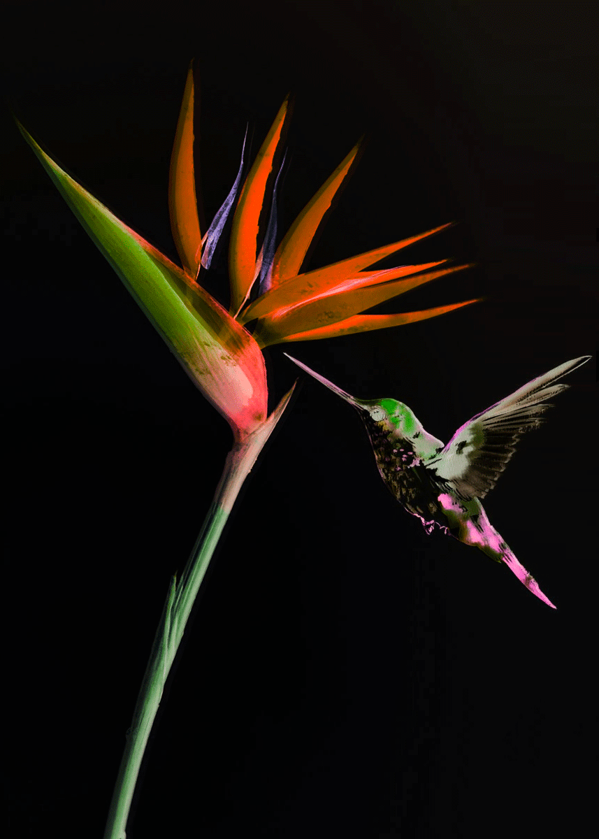 self-help, motivation, joy, the joy of life, aztec mythology, bird of paradise symbolism, hummingbird meaning, hummingbird symbolism, ancient egyptian mythology, mental health, emotional health, mythology stories, isis goddess, iset goddess, Huitzilopochtli sun god, los angeles, style, divine stories, art deco, nature, love