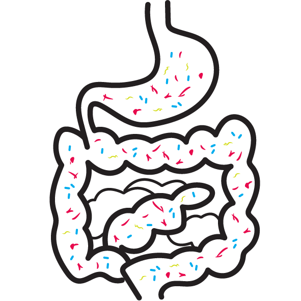 Bacteria & Probiotics in Digestive System