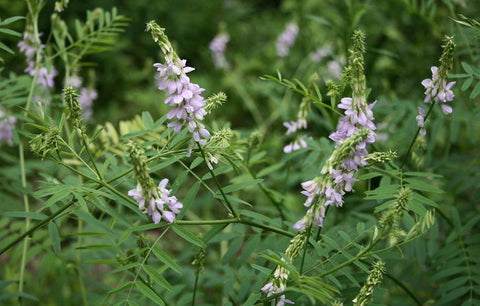 goat's rue sources