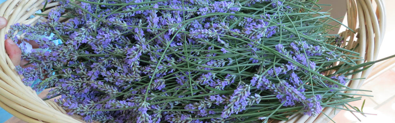 Weir's Lane Lavender & Apiary