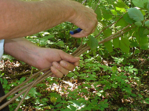 hazelwood harvest 2