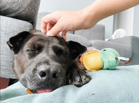 Adopted dog Viva from Hong Kong Rescue