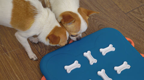 Keep your dog active with brain teaser toys