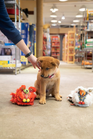 When you gain the trust of a shy dog, their happy and enthusiastic welcomes are extra special