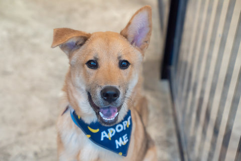 Sidney the puppy with adopt me bandana