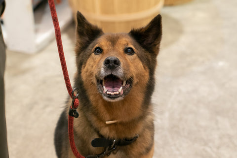 Loose leash walking may seem like a simple request