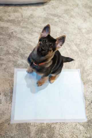 dog sit on pee pad